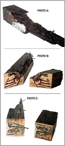 Termite damged wood examples