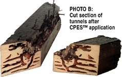 Cross Section