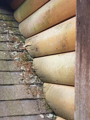 Roof logs high view