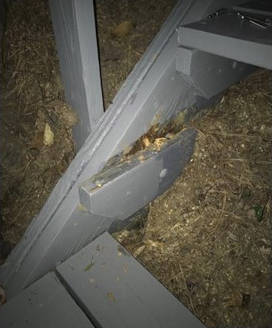 View from the next lower stair, of the stair bracket before removal showing carpenter ant damage