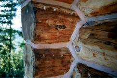 Repairing Rotten Logs - Epoxy is NOT the Answer