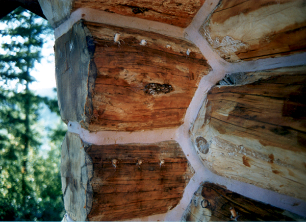 Log ends treated and bunged