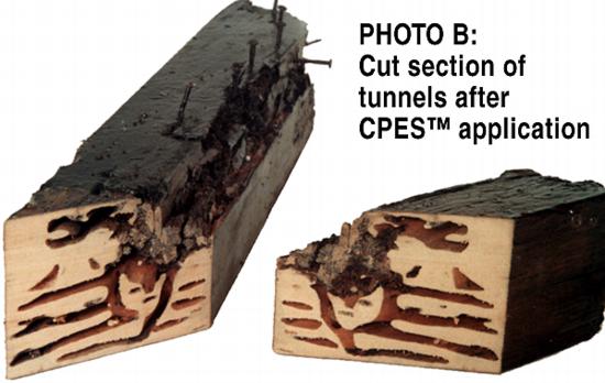 (B) Termite tunnels after CPES treatment