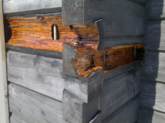 Solidifying rotting wood in a log cabin with Epoxy.