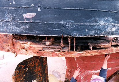 Stern rot before treatment