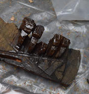 Removed toes treated with S-1